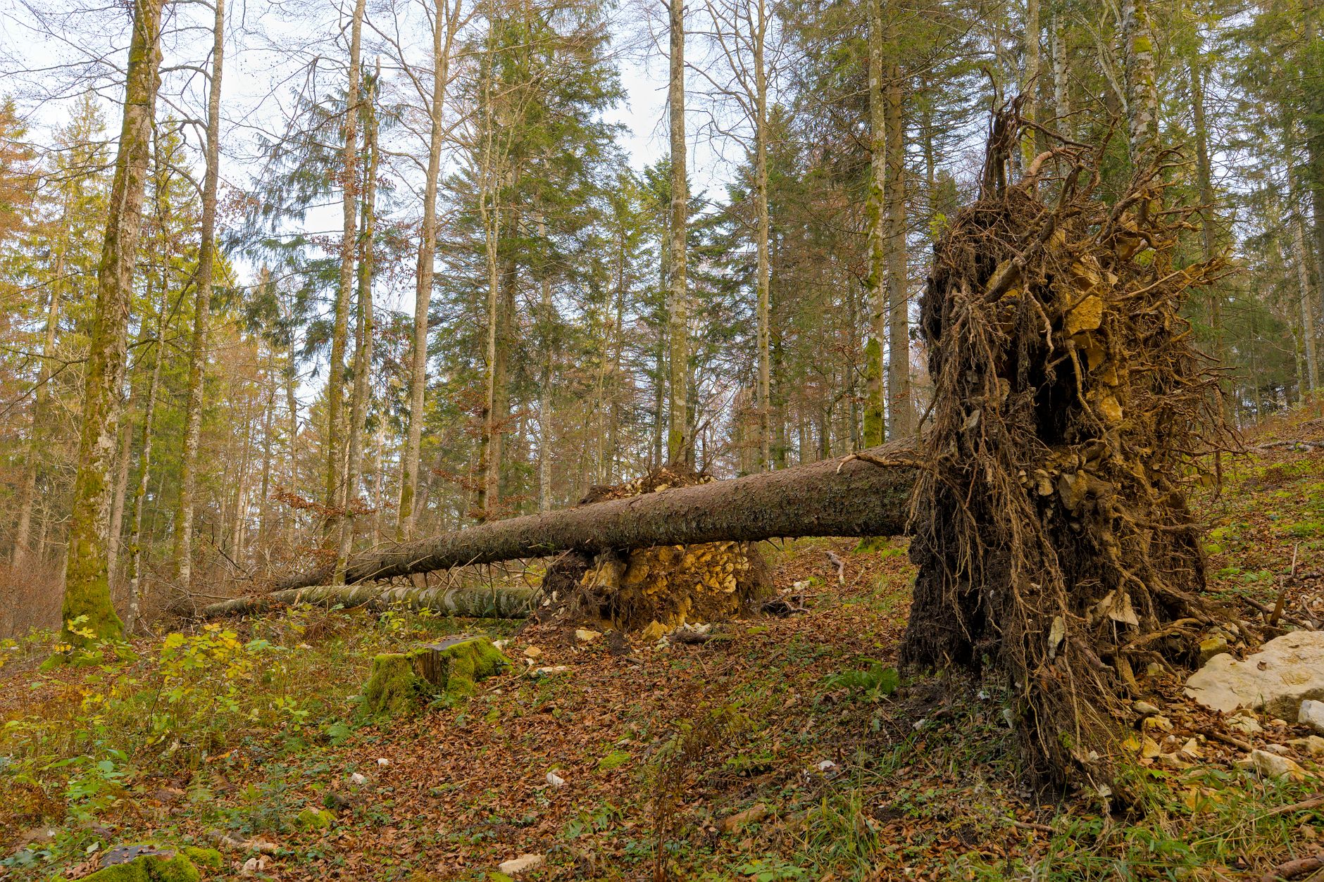 Enlèvement arbre urgence équipe à Denain